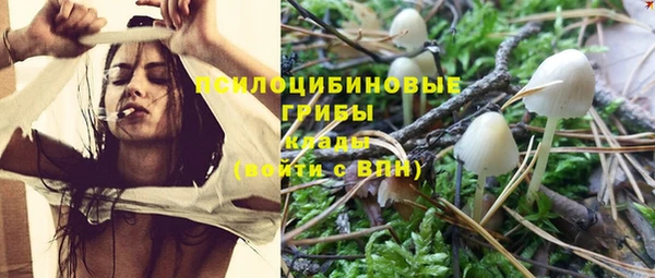 прущие грибы Абинск
